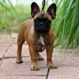 Petunia - Fawn and white female French Bulldog puppy in Wichita, Kansas from Phantasticus French Bulldogs