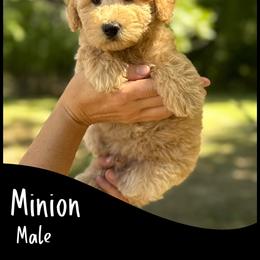 Minion - Apricot male Goldendoodle puppy in Angier, North Carolina from A Breed Above Kennels