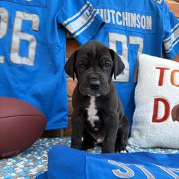 Moss - Black male Great Dane puppy in Grand Blanc, Michigan from Green’s Great Danes
