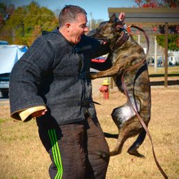Nyx - Dutch Shepherd