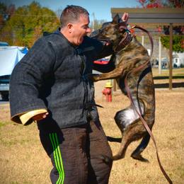 Nyx - Dutch Shepherd