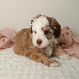 Indy - Apricot female Aussiedoodle puppy in Lincoln, California from Frenchie LOVE and Doodles