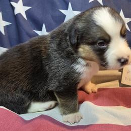 Pembroke Welsh Corgi puppies from Sliding stop corgis