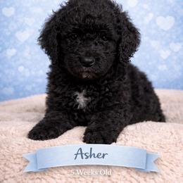 Asher - Black male Goldendoodle puppy in Petersburg, West Virginia from Wv Diva Doodles