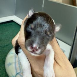 Tri boy 1 - Black white and tan male Shetland Sheepdog puppy in Windsor, Colorado from Shirehill Shelties