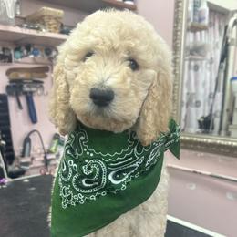 Cream Male 2 - Cream male Poodle puppy in China Grove, North Carolina from Masquerade's Standard Poodles of North Carolina