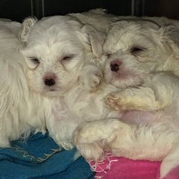 Maltipoos from Debra Stacey's Maltipoo Puppies