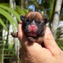 Esme - Fawn female French Bulldog puppy in Largo, Florida from Big Daddy Frenchies