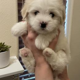 Coton de Tulear Puppies from Polar Pup Cotons