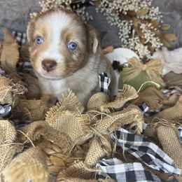 Macallan - Red merle male Miniature Australian Shepherd puppy in California from Eagle River Aussies