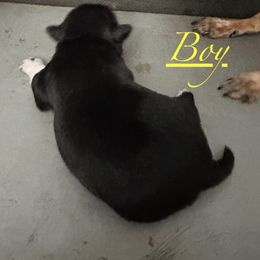 Chihuahua and Poodle Puppies from Garrett’s Chihuahuas and Poodles