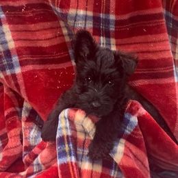 Scottish Terrier Puppies from 4 Scotts and a Do