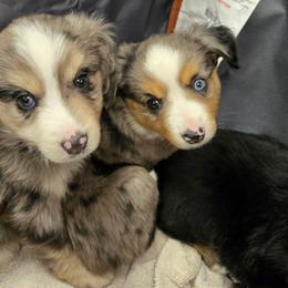 Pumpkin - Blue merle female Toy Australian Shepherd puppy in Forney, Texas from Texas Talent Toy Aussie's