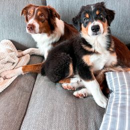 Australian Shepherd Puppies from JS Aussies