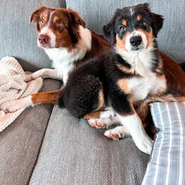 Australian Shepherd Puppies from JS Aussies