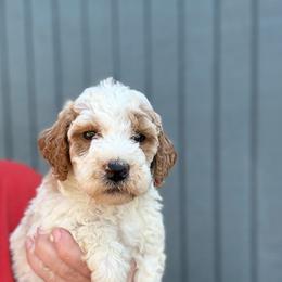 Kelly - Parti female Goldendoodle puppy in Jacksonville, Florida from Dandelion Doodles
