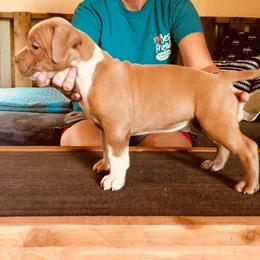 American Bully Puppies from Bolt Action Kennel
