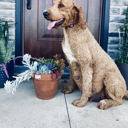 Willa - Goldendoodle