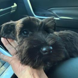 Olive - Black female Miniature Schnauzer puppy in Moreno Valley, California from Sheila's Schnauzers