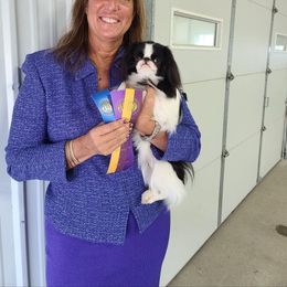 Dora - Japanese Chin