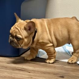 French Bulldog Puppies from Miller Frenchie Farm