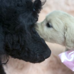Goldendoodle, Golden Retriever, Poodle, and Shih Tzu Puppies from Platinum Paws Puppies