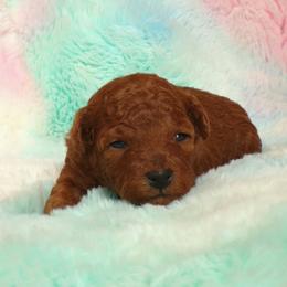 Mindy - Red  female Poodle puppy in Hurricane Mills, Tennessee from Scenic Hills Kennels