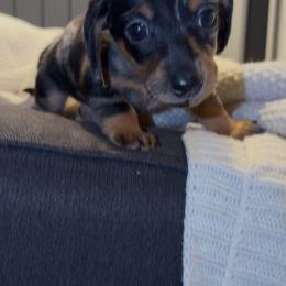 King - Dapple male Dachshund puppy in Los Angeles, California from Dachshunds of the Desert