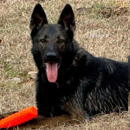 Izzi - German Shepherd