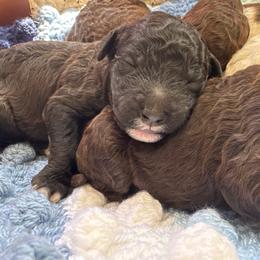 Ghirardelli - Chocolate male Goldendoodle puppy in Cross, South Carolina from DoodleDandy & Danes