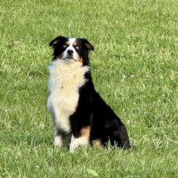 Luna - Australian Shepherd
