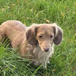 Dachshunds from Hart of Doxie