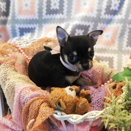 Chihuahua Puppies from Fine Whines & Lickers