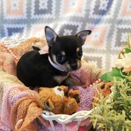 Chihuahua Puppies from Fine Whines & Lickers