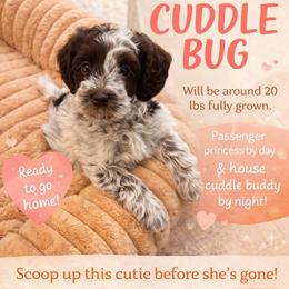 Haven - Chocolate female Australian Labradoodle puppy in Denton, Texas from Liberty Hill Labradoodles
