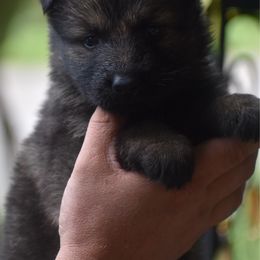 Gray female - Sable female German Shepherd puppy in Anniston, Alabama from Cottonwood Kennel