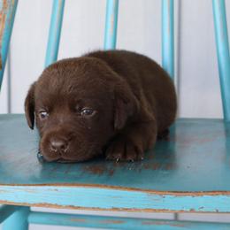Daisy - Chocolate female Labrador Retriever puppy in Camden, Indiana from Camden's Caring Canines