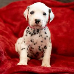 Rain - White and black female Dalmatian puppy in Cleveland, Texas from Arrowhead Dalmatians
