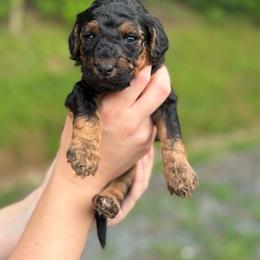 Croissant - Phantom female Goldendoodle puppy in Ranger, Georgia from Muscadine Meadows Poodles and Doodles