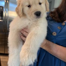 Girl 1 - Golden female Golden Retriever puppy in Denver, Colorado from Amore Doro’ N Marshell Golden’s