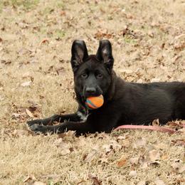 German Shepherd Puppies from Von Kühnheit German Shepherd Kennels