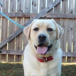 Briar - Labrador Retriever