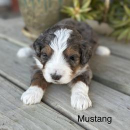 Mustang - Blue merle male Bernedoodle puppy in El Campo, Texas from Little Fur Friends Bernedoodles