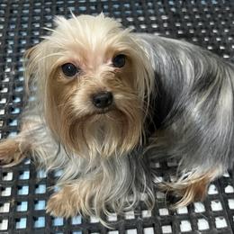 Ted - Yorkshire Terrier