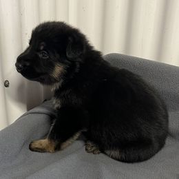 Girl 3 - Black and tan female German Shepherd puppy in Sharon Grove, Kentucky from Julie’s Shepherds