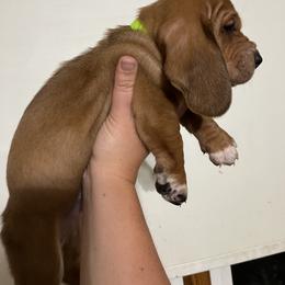 HI- VIS Collar Boy - Basset Hound puppy in Saint Clair, Michigan from Gregg Hounds
