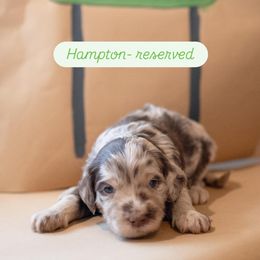 HAMPTON - Merle Goldendoodle puppy in St. George, South Carolina from Southern Hunters Mini Goldendoodles