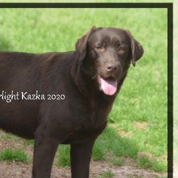 KAZKA - Labrador Retriever