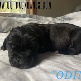 Odin - Great Dane puppy in Loris, South Carolina from Outback Danes