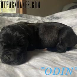 Odin - Great Dane puppy in Loris, South Carolina from Outback Danes